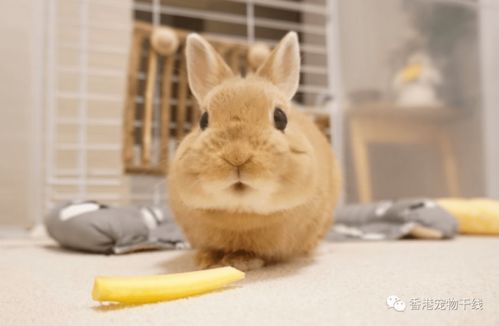兔兔的 小家 里都要有什么