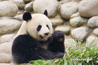 咬合力排名第五的大熊猫,其实也有着温柔的一面 活动 