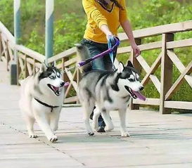 宁波城市养犬管理存在问题与对策 
