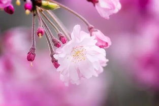 最美的是一边赏樱一边作诗 关于樱花的所有俳句 旅游频道 