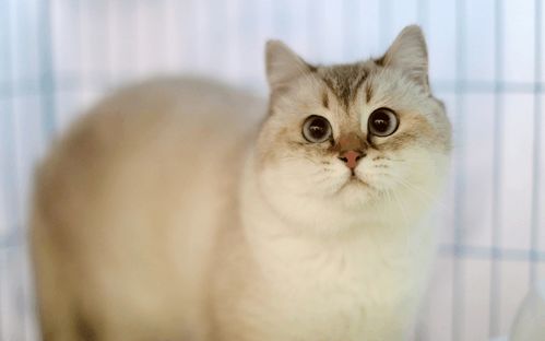 年度账单不如一条喵 济南举办名猫展览,最贵宠物猫身价高达20万 