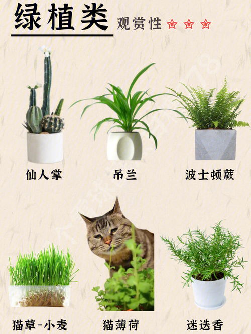 养猫家庭可以养的40种花花草草 植物?? 