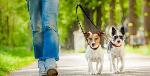 不想带狗狗出门散步,告诉你5个遛狗的好处,不仅仅只有狗狗受益