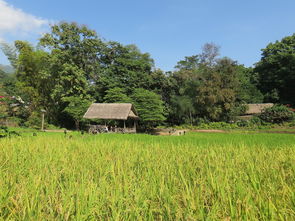 方岳入村，探寻乡村生活真谛的旅程，方岳入村的诗解