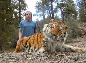 直击 驯兽师训练360斤老虎的惊险场面,真心不容易 