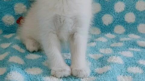 金点猫,苹果脸大脑袋的帅气男孩,白白的 自家繁育 宠物猫英短猫渐层猫