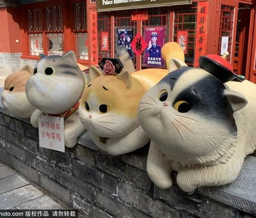 故宫 御猫 为首 北京景区里的猫实在太可爱了