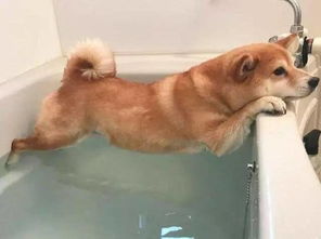 狗狗洗澡要注意,这7个时间段一定不能洗澡