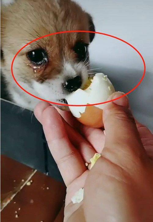 流浪小狗第一次吃到鸡蛋,激动到直接流泪,狗 简直太好吃了