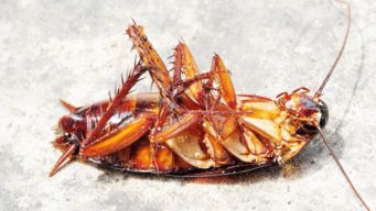 蟑螂喜欢吃什么东西
