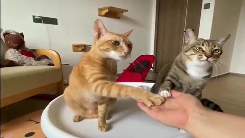 猫咪握手比赛,适当给橘猫放放水 