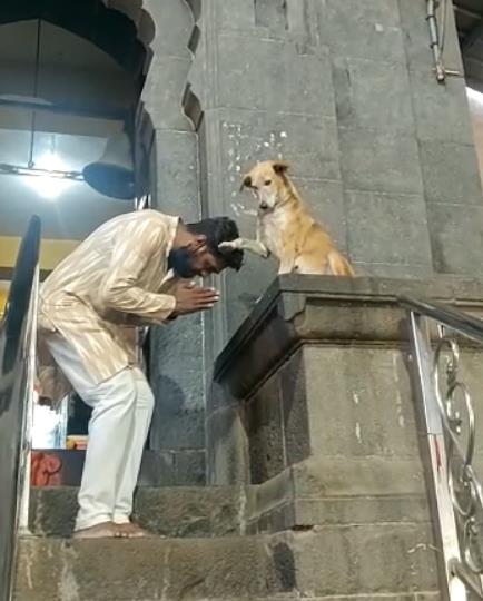 狗狗镇守寺庙门口,给信徒摸头 祝福 ,男子超虔诚低头接受