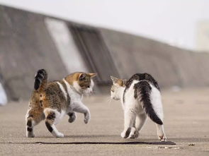 日本猫岛 野良猫的游戏时间丨视界 