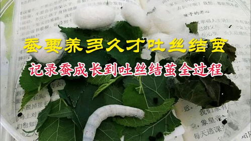 蚕要养多久才会吐丝结茧 记录蚕成长到吐丝结茧全过程 