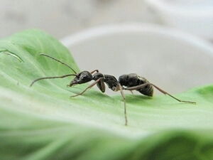 新人养蚁推荐篇