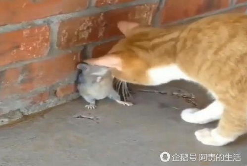 老鼠被橘猫追到墙角,准备为它默哀的时,橘猫却做出了反常的举动 