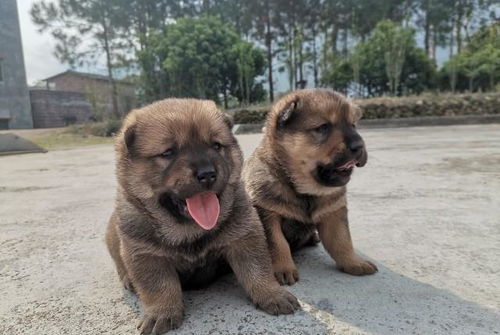 乡村记忆农村土狗 中华田园犬要慢慢消失了吗