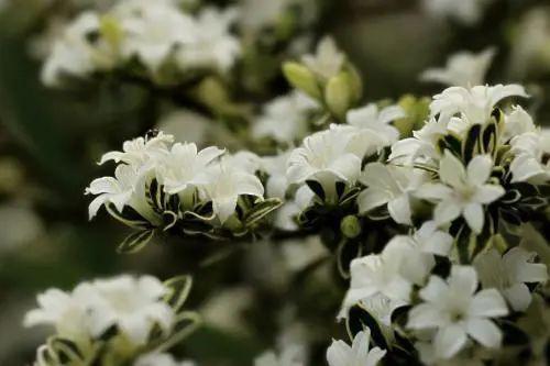 金边六月雪价值高,开花满树白花,清新淡雅适合养成盆景