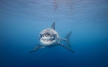 品牌网 研究表明大白鲨惧怕某种海洋生物,居然是