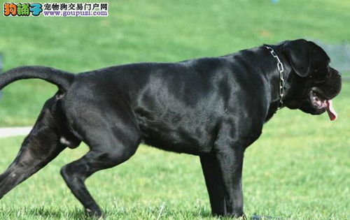 仅供参考 卡斯罗犬分娩时应用的物品