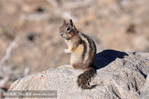 松鼠坐在岩石上时看起来很警惕Squirrel looking alert while sitting on a rock photo 