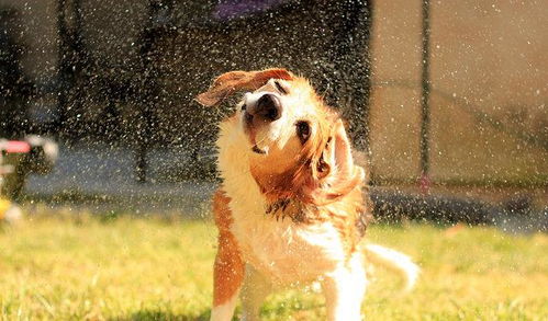 狗狗经常过敏瘙痒,6种天然方法预防过敏,纯天然无副作用