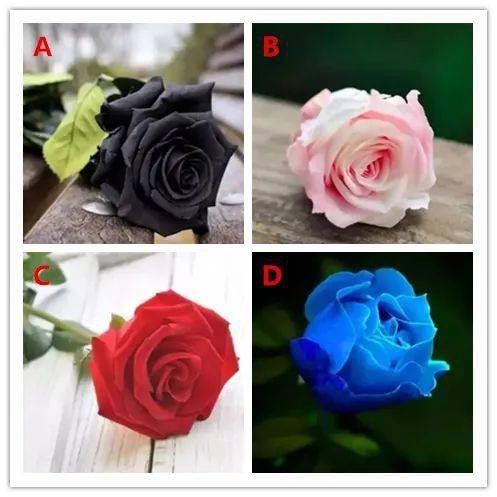 你觉得哪朵玫瑰会掉色,测在爱情中你的另一半会变心吗