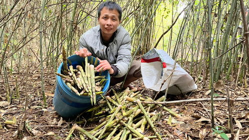 拔笋的声音就是好听,钻进竹林满地都是,30分钟拔了满满的2袋