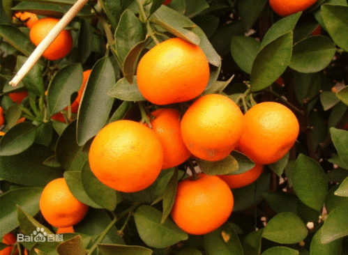 屋内盆栽小橘子叫什么名字 