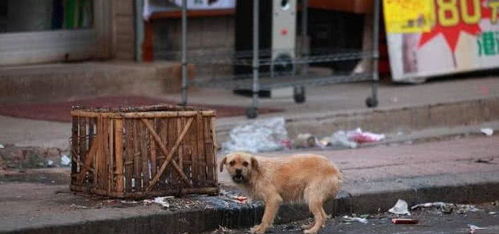 流浪狗在路边寻找食物,看见路人就跑开,跟踪后发现感人一幕