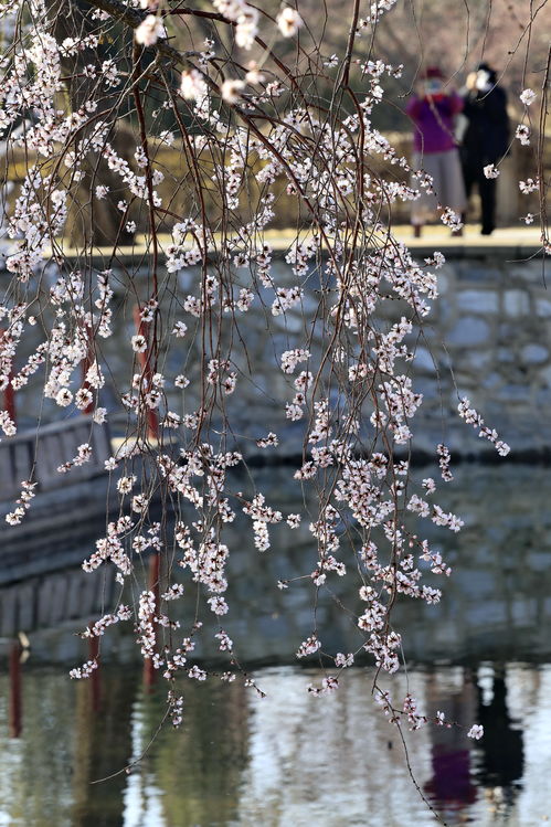 春暖花开