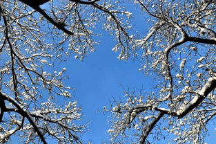 梦见树上都是雪花美极了