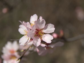 篱下什么芳，篱篱的意思