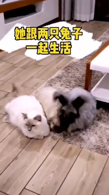 我养的猫,怎么越来越不像猫 