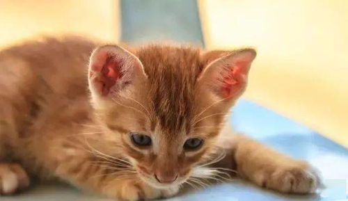 最受欢迎的10种猫咪,中华田园猫地位不可动摇 网友 大橘为重 挪威森林 