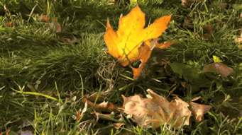 写几个关于秋天的诗句