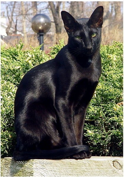 纯黑猫品种 