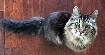 世界吉尼斯最长寿的猫 相当于人123岁