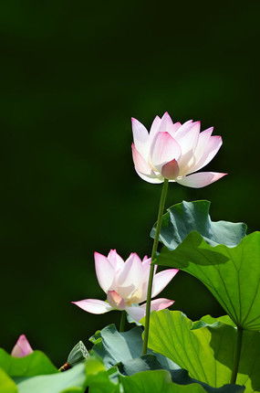 荷花花骨朵系列作品 21张图片 红动中国 