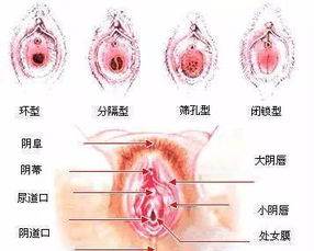 女性下面高清放大N倍,到底长啥样 