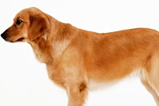 狗在古代的时候有一个不一样的称呼,这个称呼是什么 