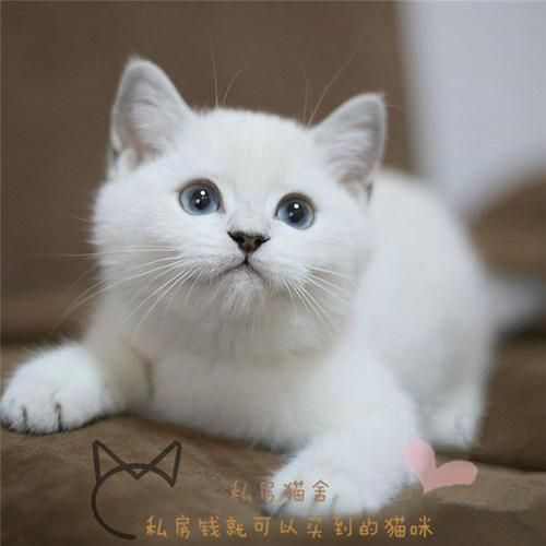 猫冻干哪个牌子好,猫冻干推荐