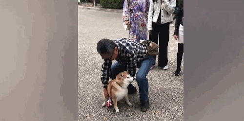 老爷爷带肥狗减肥,狗刚走两步就躺地四脚朝天,狗 打死也不减肥