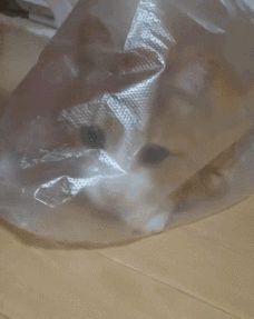 我的猫为啥酷爱舔塑料袋