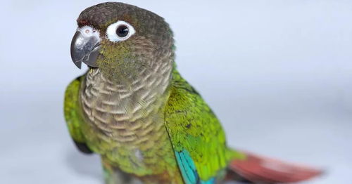 饲养绿颊鹦鹉做宠物,主人要注意什么 它是一种好的宠物鸟吗