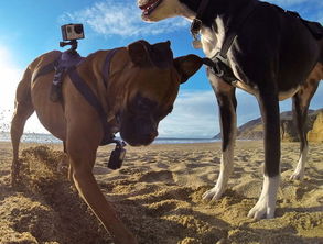 狗眼看世界 给汪星人佩戴的GoPro摄像机 