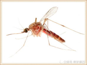 家里蚊子太多不用愁,只需一个小方法,蚊子消灭得干干净净 