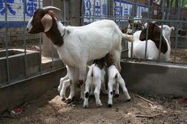 青海波尔山羊纯种羊价格青海育肥羊价格