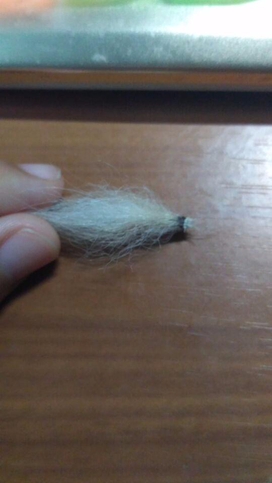 狗狗尾巴上有一粒黑色硬硬的东西还带着毛 这是什么 