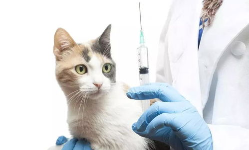 猫咪疫苗一共要打几针多少钱,猫咪要打哪些疫苗